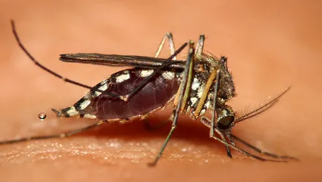 Burgerul din țântari, hrana controversată din Africa (Video)