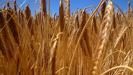 Mai nou, ne paste foametea!