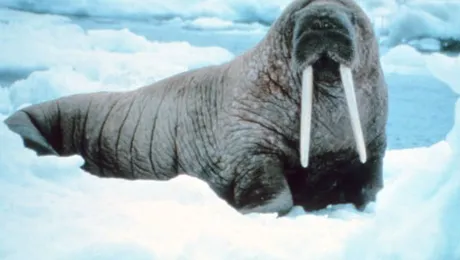 De ce vânează oamenii morse?