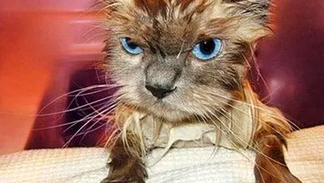 Urina de pisica, secretul din spatele vinului neo zeelandez