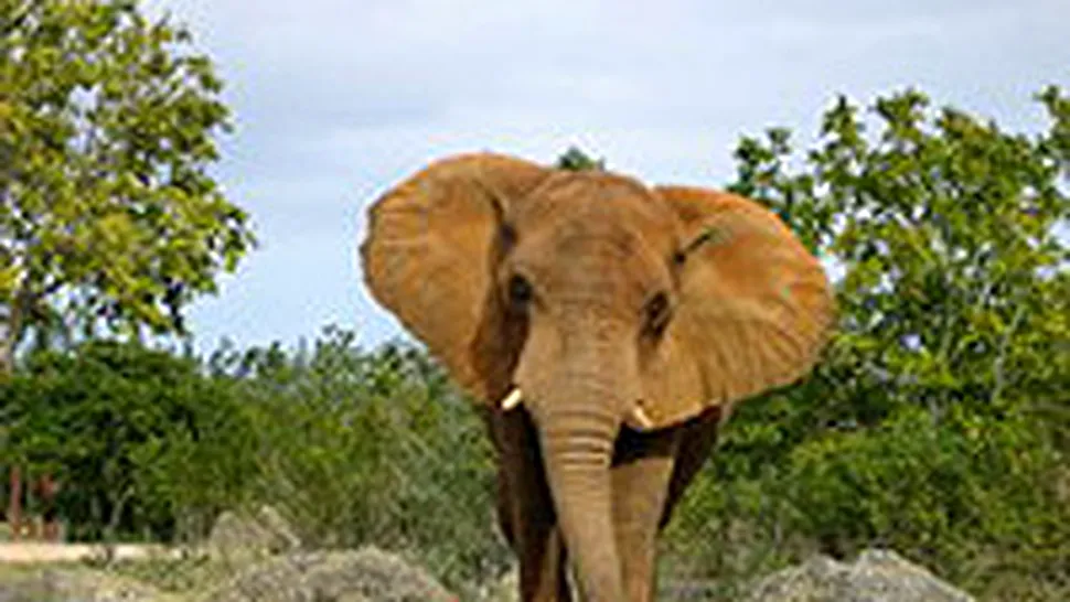 Elefantul Big Brother, dependent de heroina, incepe sa-si revina