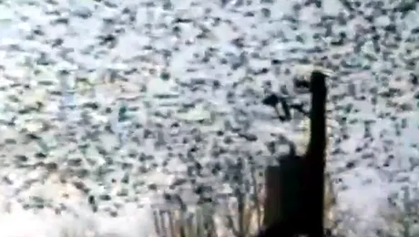 La Grange, SUA: „Pasarile” lui Hitchcock au devenit realitate