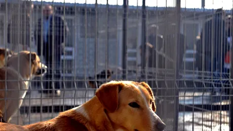 Primaria vrea sa curete Capitala de maidanezi