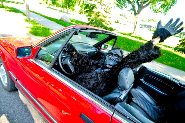 În Massachusetts nu ai voie să-ți plimbi gorila pe bancheta din spate a mașinii