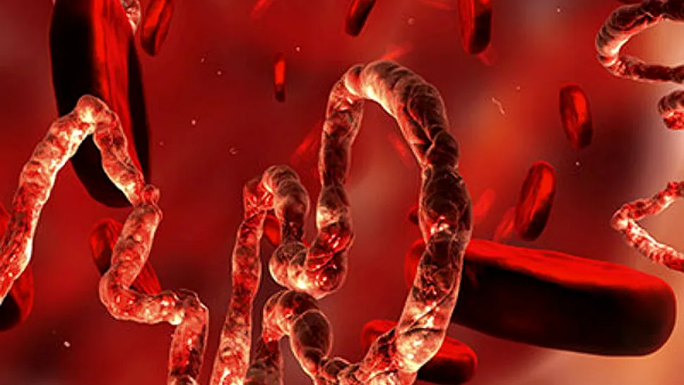Ce este Ebola? Află totul despre Ebola, virusul ucigaș!