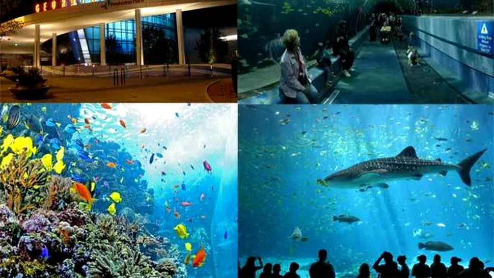 Cel mai mare aquarium din lume este in Georgia (Poze)