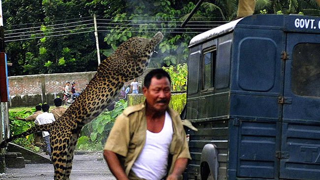 Leopardul a fost rezistent la tranchilizante, fapt ce i-a adus moartea