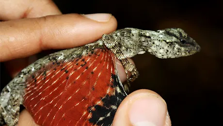 Dragonii din „Avatar”, descoperiti in Indonezia (Poze)