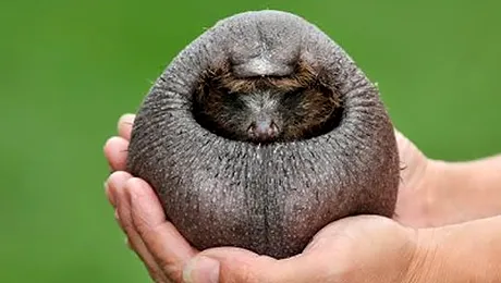 Ariciul fara tepi, cel mai urat mamifer? (Poze)