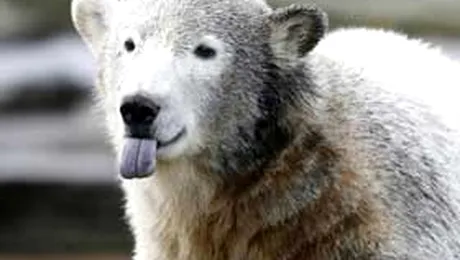 Suri Cruise va fi vocea ursuletului Knut