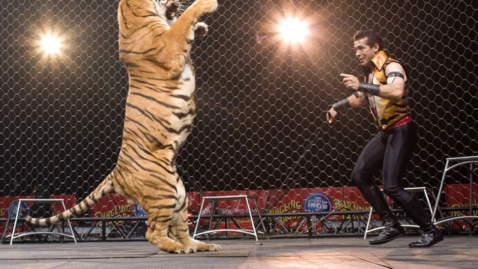 Dresor ucis de tigru, la un circ din Mexic (Video)