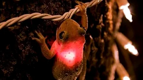 Broasca ce lumineaza ca o instalatie de brad (Poze)