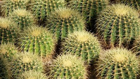 De ce au cactușii țepi?