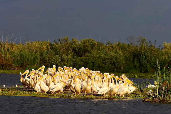 pelicani in Delta Dunarii