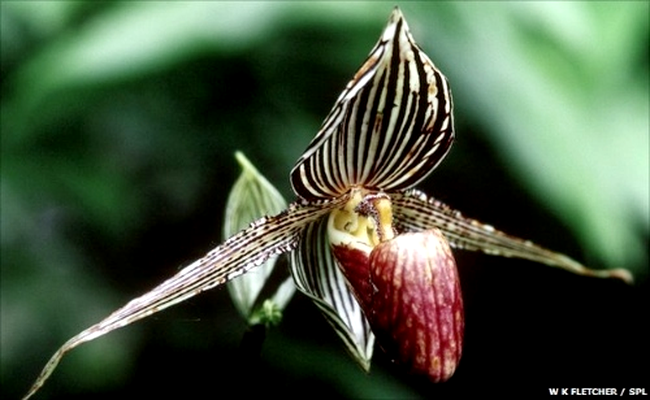 Orhideea Gold of Kinabalu