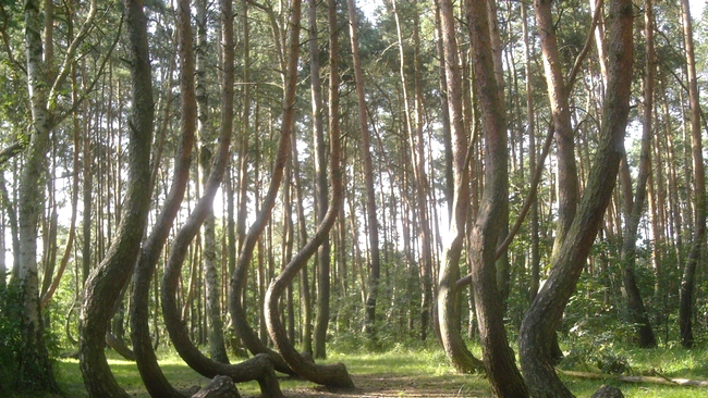Pădurea Crooked din Polonia