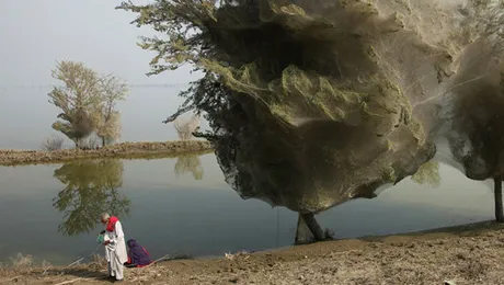 Pakistanul este invadat de paianjeni