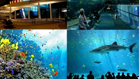 Cel mai mare aquarium din lume este in Georgia (Poze)