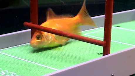 Cel mai inteligent peste danseaza limbo