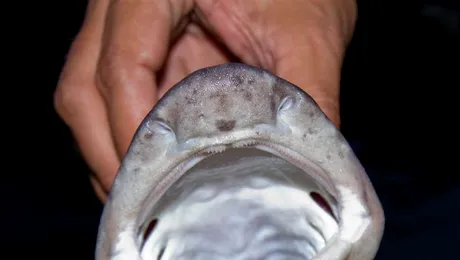 300 de specii noi descoperite intr-o expeditie in Filipine