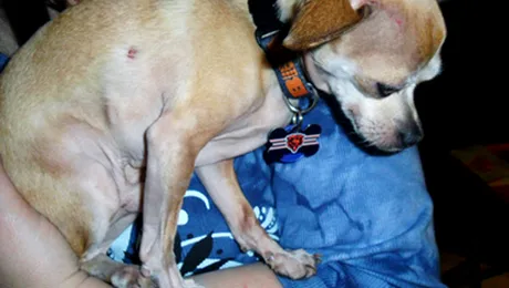 Un chihuahua a scapat cu viata din ghearele unei bufnite