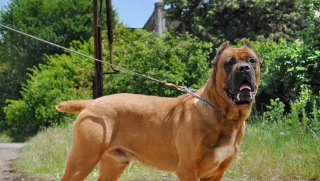 Cum se vede lumea prin ochii unui câine dresat?