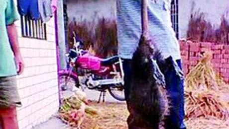 Cum arată șobolanul „apocaliptic”, de un metru și cinci kilograme