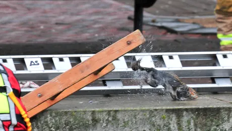 De câți pompieri este nevoie pentru a salva o veveriță?