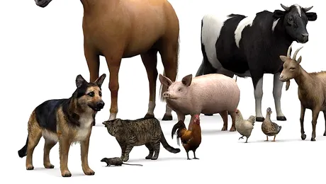 Când a început omul să domesticească animalele?