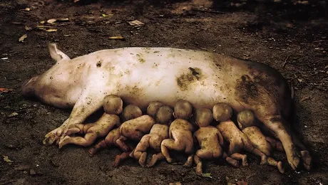 Reclame controversate care forteaza limitele imaginatiei (Poze)