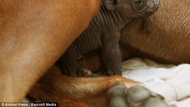 catelusa si puiul de mistret