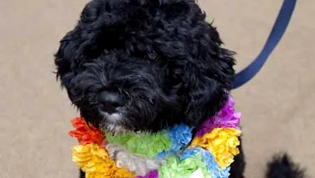 Bo, catelusul de la Casa Alba!