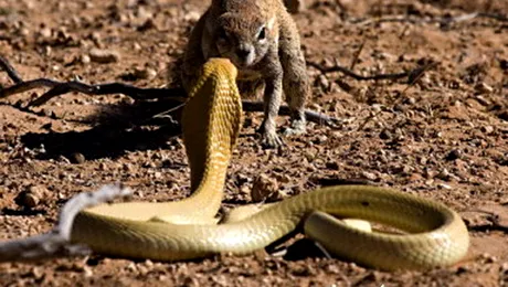 Poza care i-a adus unui fotograf un mare premiu