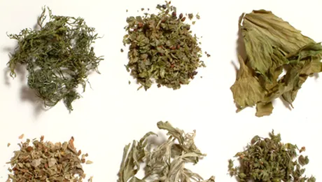 98% dintre plantele care se vand in magazinele de vise pun in pericol sanatatea