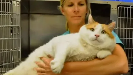 „Miau”, pisica de 18 kilograme