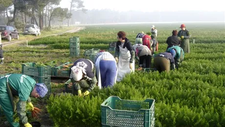 Britanicii ne prelungesc cu doi ani interdictia la munca