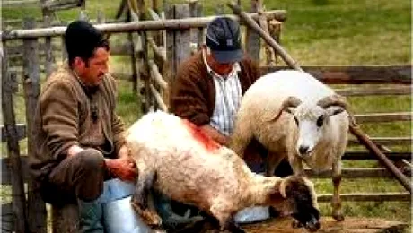 Ion si Gheo se plictisesc