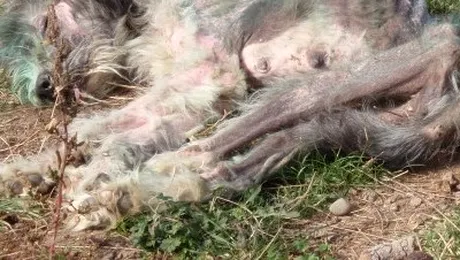 Maidanezii merita o soarta mai buna!