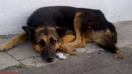 Câinele lui Jean Constantin, vagabond în portul Constanţa!