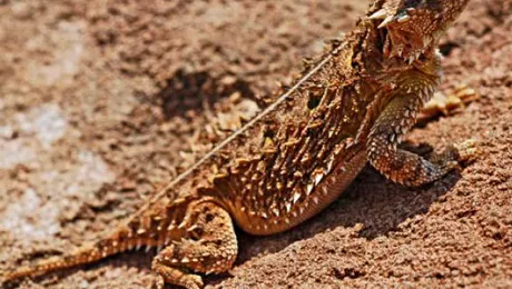 7 animale cu mecanisme de apărare uluitoare