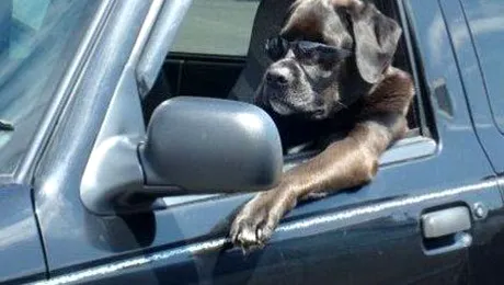 Școală de șoferi pentru câini, în Noua Zeelandă (Video)