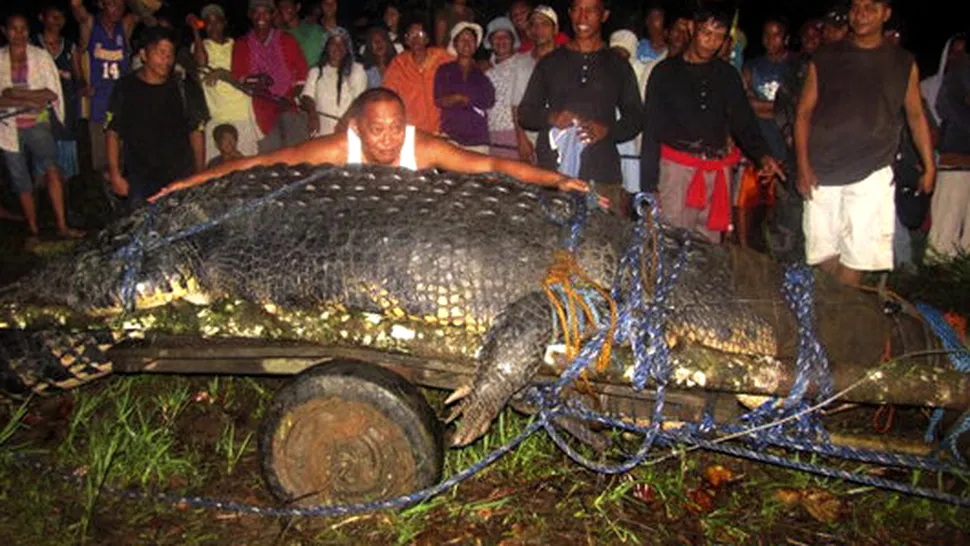 100 de oameni s-au zbatut sa captureze cel mai mare crocodil (Video)