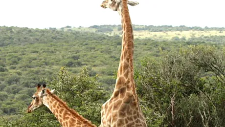 Amor salbatic in 19 ipostaze (Poze si Video)