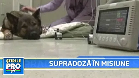 Un caine politist s-a drogat in timpul serviciului