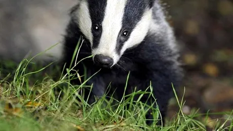 Autoritățile recomandă britanicilor să manânce… bursuci