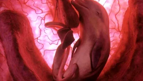 Imagini extraordinare cu animale nenascute! (POZE)