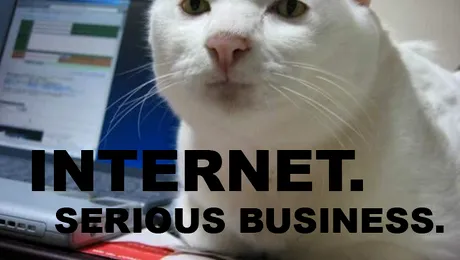 Minneapolis va susține primul „Internet Cat Video Film Festival”