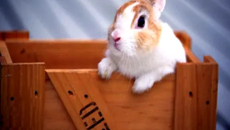 Cu ce vine Iepurasul oare?