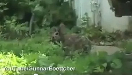 „Frankenstein”, cel mai urât iepure din lume? (Video)