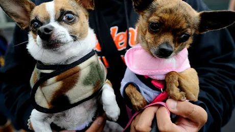 Pet Expo 2014 la Romexpo, între 16 și 18 mai